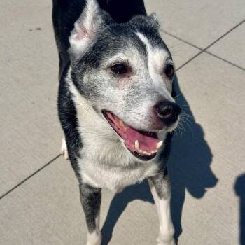 DJ -  Mixed Breed Dog for Adoption in Matteson, Illinois - DJ | PetCurious