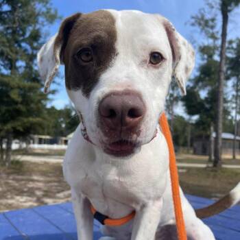 Hank -  English Bulldog and Mixed Breed Dog for Adoption in Freeport, Florida - Hank | PetCurious