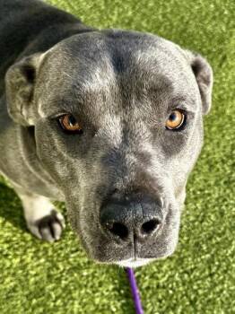 Mixed Breed Dogs Available for Adoption - Marley | PetCurious