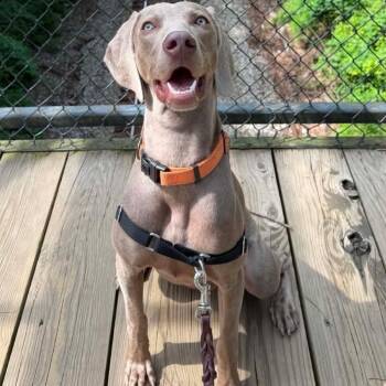 Lola -  Weimaraner Dog for Adoption - Lola | PetCurious