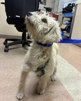Tres Leches -  Terrier and Poodle Dog for Adoption in Pacifica, California - Tres Leches | PetCurious