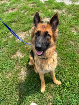 Koda -  German Shepherd Dog Dog for Adoption in Chesterfield, Missouri - Koda | PetCurious