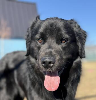 Golden Retriever and Black Labrador Retriever Dogs Available for Adoption - Hank | PetCurious