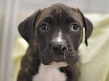 Azriel -  Pit Bull Terrier Dog for Adoption in Portland, Oregon - Azriel | PetCurious