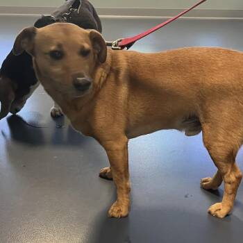 Jack Russell Terrier and Mixed Breed Dogs Available for Adoption in Greensboro, North Carolina - Gavin | PetCurious