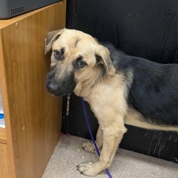 Elwood -  German Shepherd Dog and Mixed Breed Dog for Adoption in Ardmore, Oklahoma - Elwood | PetCurious