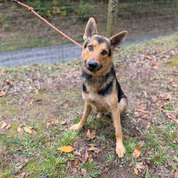 Brasher -  German Shepherd Dog Dog for Adoption in Princeton, Kentucky - Brasher | PetCurious