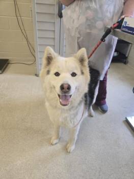 Alaskan Malamute and Mixed Breed Dogs Available for Adoption in Hagerstown, Maryland - NORTH | PetCurious