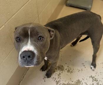 Pit Bull Terrier Dogs Available for Adoption in Lawrenceville, Georgia - Ic-16c Charming | PetCurious