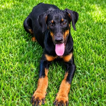 Doberman Pinscher Dogs Available for Adoption in Montgomery, Texas - Cassidy | PetCurious