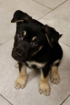 Swamp -  Terrier Dog for Adoption in Tucson, Arizona - Swamp | PetCurious