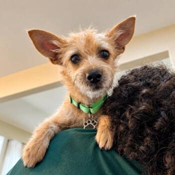 Dulce Kisses Little Lap Lover -  Cairn Terrier Dog for Adoption in Friendswood, Texas - Dulce Kisses Little Lap Lover | PetCurious