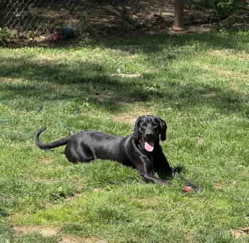 Dewey -  Labrador Retriever Dog for Adoption in Indianapolis, Indiana - Dewey | PetCurious