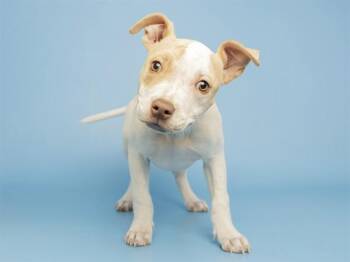 Pit Bull Terrier Dogs Available for Adoption in Phoenix, Arizona - WINNIE | PetCurious