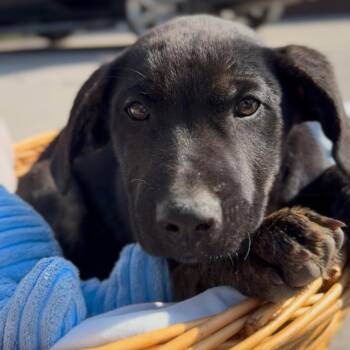 Australian Cattle Dog Blue Heeler and Boxer Dogs Available for Adoption - Virgo | PetCurious