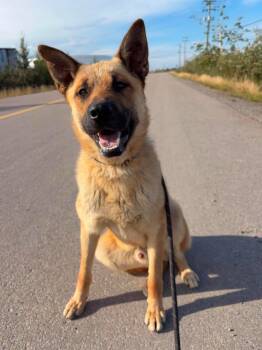 Otto -  German Shepherd Dog Dog for Adoption in Yellowknife, Northwest Territories - Otto | PetCurious