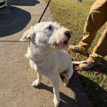 Rescue Wirehaired Terrier Dogs for Adoption in Montgomery, Alabama - Little Girl | PetCurious