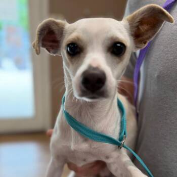 Jack Russell Terrier and Dachshund Dogs Available for Adoption in Baton Rouge, Louisiana - Star | PetCurious