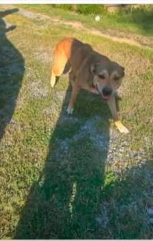 Stine -  Mountain Cur Dog for Adoption in Morristown, Tennessee - Stine | PetCurious