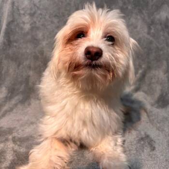 Walter -  Terrier Dog for Adoption in West Jordan, Utah - Walter | PetCurious