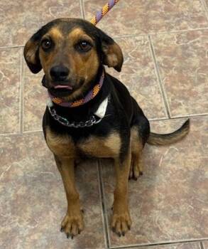 Terrier and Dachshund Dogs Available for Adoption - Tollie | PetCurious