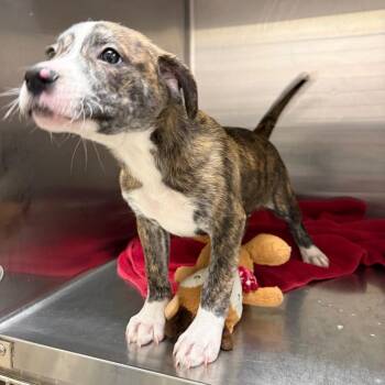 Loki 22534 -  Mountain Cur and Mixed Breed Dog for Adoption in Cumming, Georgia - Loki 22534 | PetCurious