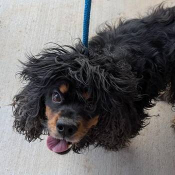Castiel -  Cocker Spaniel Dog for Adoption in Fairport, New York - Castiel | PetCurious