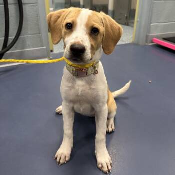 Beagle and Mixed Breed Dogs Available for Adoption in Greensboro, North Carolina - Medusa | PetCurious