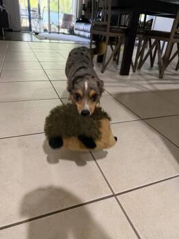 Chihuahua Dogs Available for Adoption - Barrett | PetCurious