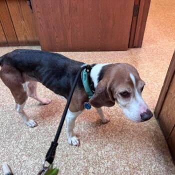 Maxwell -  Beagle Dog for Adoption in Kent, Washington - Maxwell | PetCurious