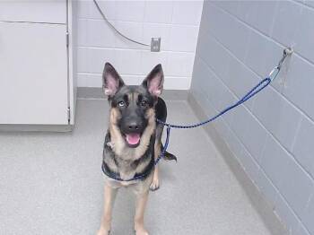 German Shepherd Dog Dogs Available for Adoption in Omaha, Nebraska - BEAUTY | PetCurious