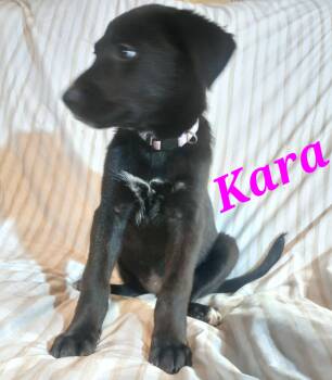 German Shepherd Dog Dogs Available for Adoption in Rome, Georgia - Kara | PetCurious