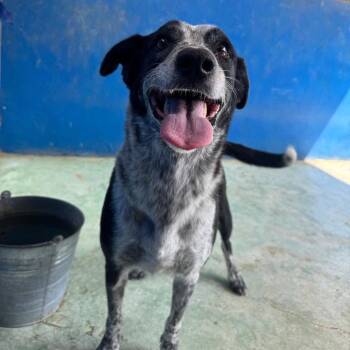 Sheba -  Mixed Breed Dog for Adoption in Bend, Oregon - Sheba | PetCurious