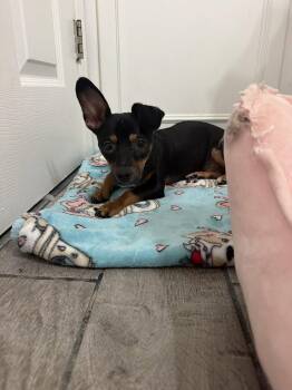 Adrian -  Mixed Breed Dog for Adoption in Pittsburgh, Pennsylvania - Adrian | PetCurious