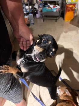 Chihuahua Dogs Available for Adoption - Daisy | PetCurious