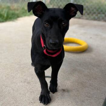 Twizzler -  Dachshund Dog for Adoption in Klein, Texas - Twizzler | PetCurious