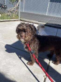 Poodle and Maltese Dogs Available for Adoption - MIKO | PetCurious