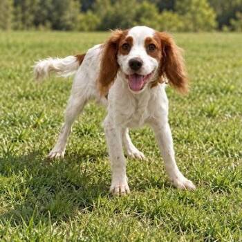 Trick -  Brittany Spaniel Dog for Adoption in Bethel, Connecticut - Trick | PetCurious
