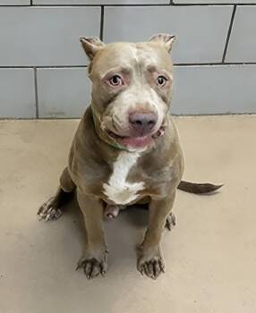 Doughboy -  Mixed Breed Dog for Adoption in Nashville, Tennessee - Doughboy | PetCurious