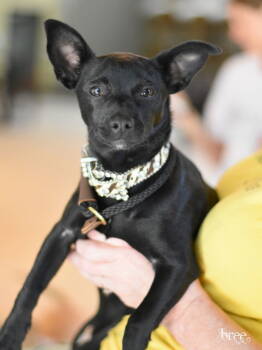 Rescue Chihuahua and Dachshund Dogs for Adoption in Montgomery, Texas - Bree | PetCurious