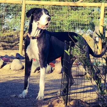 Rescue Great Dane Dogs for Adoption in Tehachapi, California - Millie | PetCurious
