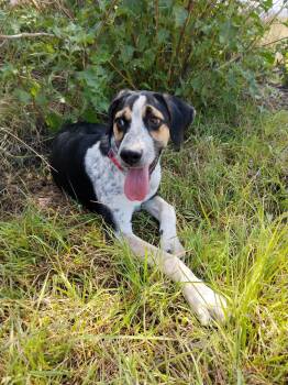Pecorino -  Australian Cattle Dog Blue Heeler and Chihuahua Dog for Adoption in Rollingwood, Texas - Pecorino | PetCurious