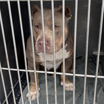 Lilly -  Pit Bull Terrier Dog for Adoption in Valparaiso, Indiana - Lilly | PetCurious