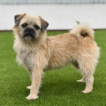 Happy -  Pug and Border Terrier Dog for Adoption in Hondo, Texas - Happy | PetCurious
