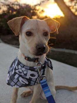 Rescue Golden Retriever Dogs for Adoption in Bellflower, California - Zizzy | PetCurious