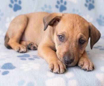 Jimi -  Labrador Retriever and Boxer Dog for Adoption in Crown Point, Indiana - Jimi | PetCurious