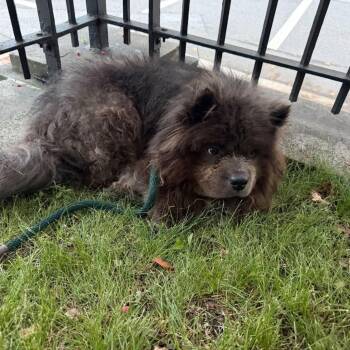 Potter -  Chow Chow Dog for Adoption in West Chester, Pennsylvania - Potter | PetCurious