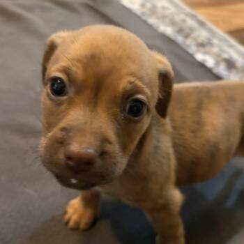 Clover -  Dachshund Dog for Adoption - Clover | PetCurious