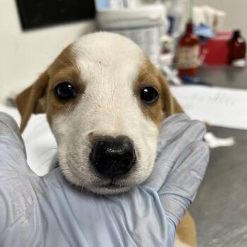 Pistachio -  Mixed Breed Dog for Adoption in Morristown, Vermont - Pistachio | PetCurious