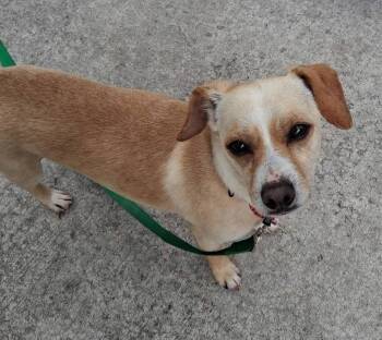 Uncle -  Chihuahua Dog for Adoption in Taycheedah, Wisconsin - Uncle | PetCurious